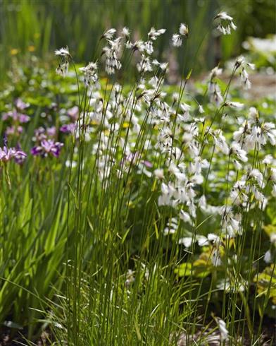 bredbladet_kæruld__eriophorum_latifolium