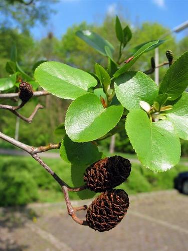hjerteblad__alnus_cordata_