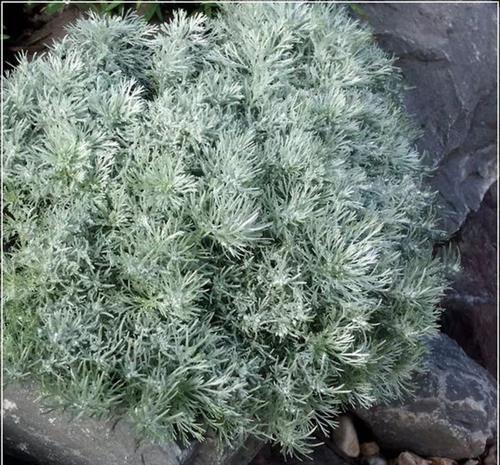 fransk_estragon__artemisia__schmidtiana__nana_