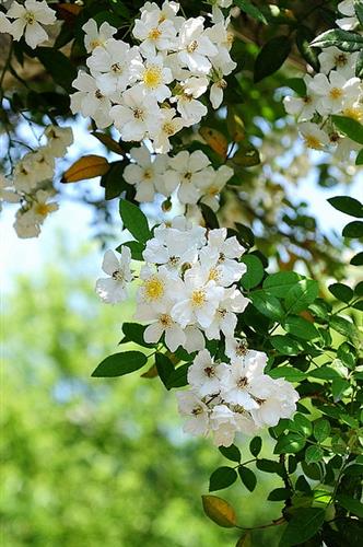 multiflora_rose__hvid__klatrerose__rosa_multiflora_