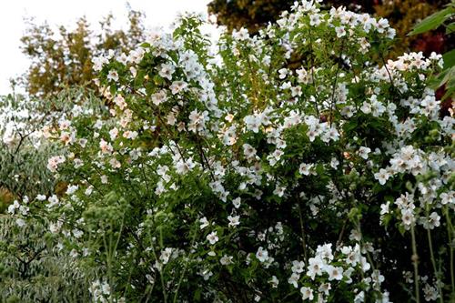 Jasmin. Belle Etoile. Philadelphus 5,13 kr. - planteskoler.dk