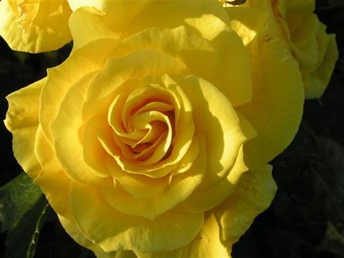 ukraine_rosen__stærk_gul__buketroser__