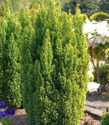 cypress__ellwoodii__gold__chamaecyparis_lawsoniana_ellwoodii_gold__