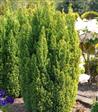 Cypress  Læhegn Nåletræer