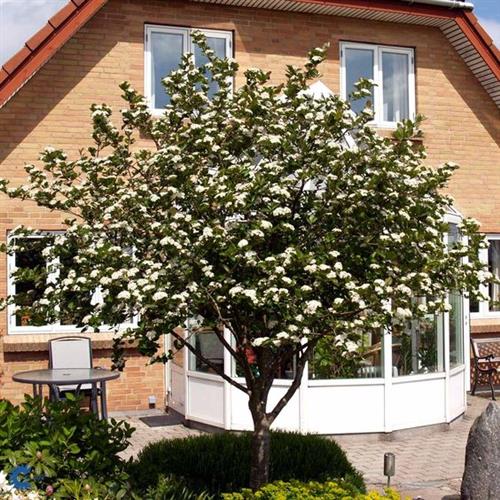 surbær__aron__storbladet__melanocarpa_aronia__