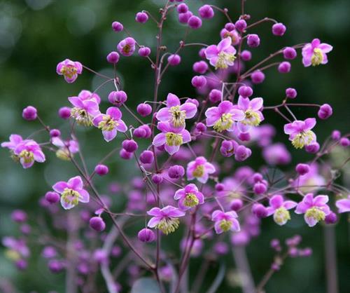 frøstjerne__thalictrum_rochebrunianum