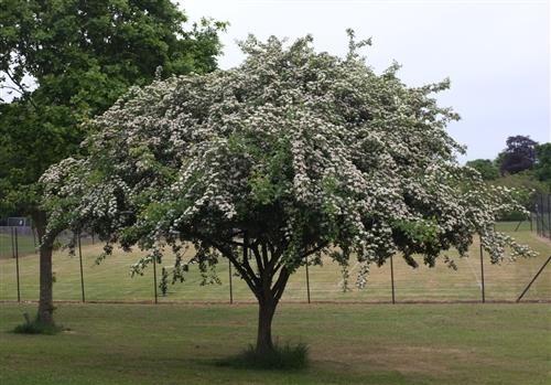 tjørn__hvidtjørn__crataegus_oxyacantha_