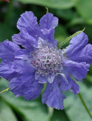 skabiose__scabiosa_caucasica_clive_greaves