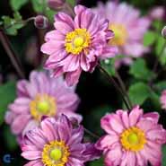 høstanemone__pink__anemone_hybrida__pamina_