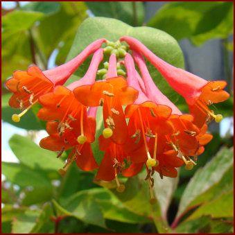 kaprifolia__orangerød__dropmore_scarlet__leveres_med_potte__caprifolium_lonicera__