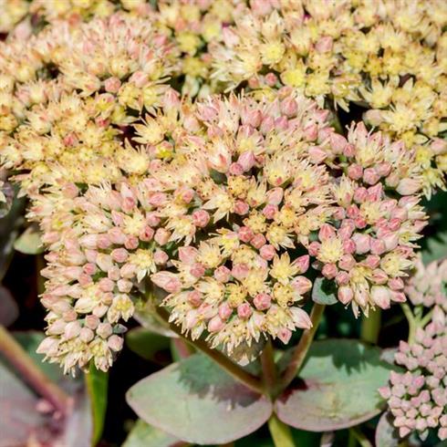 stenurt__sedum_telephium_seduction_green-yellow_