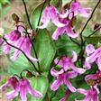 Integrifolia Clematis