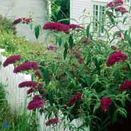 sommerfuglebusk__ile_de_france__2050_cm_med_p9_potte__buddleja_davidii_