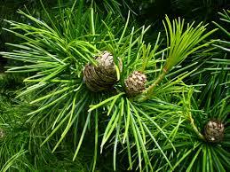 parasoltræ__sciadopitys_verticillata_