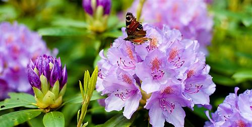 rhododendron__grandiflorum__violet__