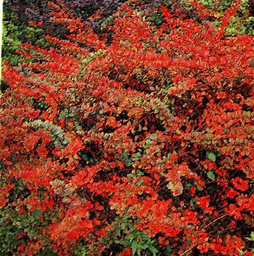 berberis__atropurpurea__rød__berberis_thunbergii_atropurpurea_