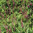 Urt - Persicaria Stauder