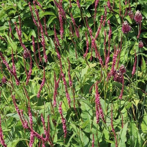 pileurt__persicaria_amplexicaulis_seven_oaks_village