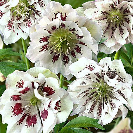 julerose__helleborus_p__ellen_white_spotted