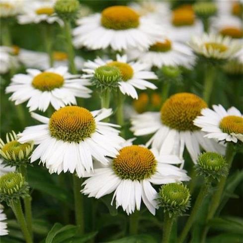 solhat__echinacea_purpurea_white_meditation
