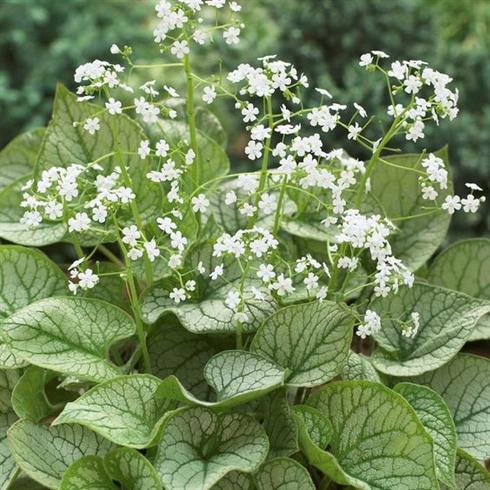 kærmindesøster__brunnera_macrophylla_mr_morse