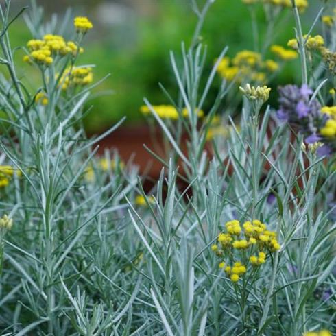 karry_plante__helichrysum_italicum_dwarf_curry