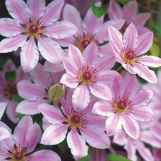 clematis__nelly_moser__lys_rosa_med_mørke_striber__leveres_med_potte__storblomstrende__mp-34_