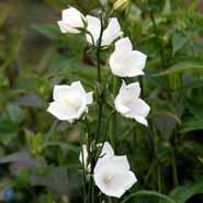 campanula__smalbladet_klokke__hvid__persicifolia_alba_