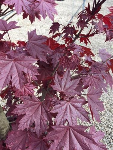 spidsløn_rødbladet__150-200cm__el__omkreds_6-8_cm__acer_platanoides__leveres_med_potte_eller_klump_