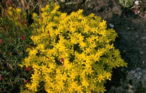 bidende_stenurt__sedum_acre_yellow_queen