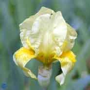 iris__gule_blomster__germanica__sangreal_