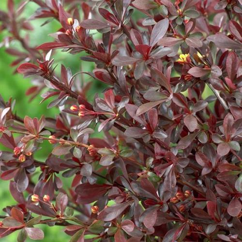 berberis__red_chief__dyb_rød__berberis_thunbergii_