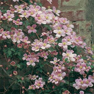 clematis__montana__pink_perfection__rosa_farvet__leveres_med_potte__småblomstrende__mp-34_