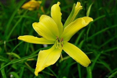 daglilje__hemerocallis_greenland