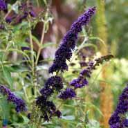 sommerfuglebusk__black_knight__2050_cm__med_p9_potte__buddleja_davidii_