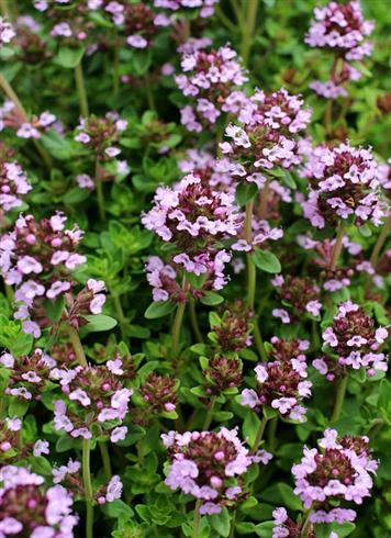 citrontimian__thymus_citriodorus