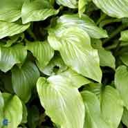 hosta__lyslilla__honeybells__
