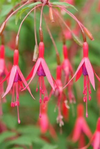 havefuchsia__magellanica_var__gracilis