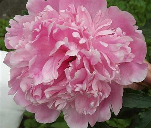 bonderose__rosafarvet__pæon__silkepæon__knolden_leveres_i_potte_eller_klump__lactiflora_sarah_bernhardt_