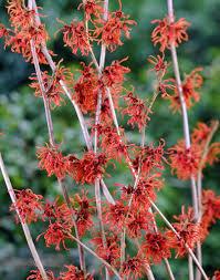 troldnød__ruby_glow__hamamelis_intermedia__haveplanter_