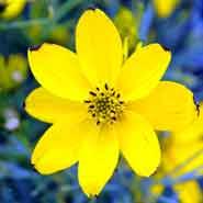 skønhedsøje__gule_blomster__coreopsis__verticillata_zagreb_