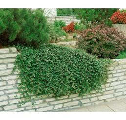 dværgmispel__dammeri__1025_cm_med_potte__cotoneaster_dammeri__skogholm__