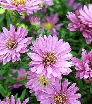 pudeasters__aster__starlight_