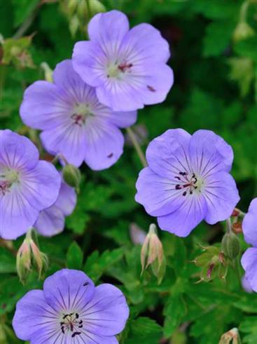 storkenæb__geranium_azure_rush