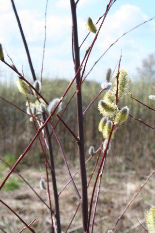 pil__dugpil__gæslingepil__salix_daphnoides__