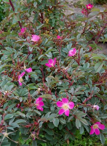 kobberrose__rosafarvet__rosa_glauca_