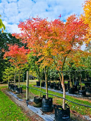 japansk_ahornjapansk_løn__rød__acer_palmatum__