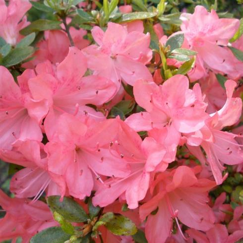 azalea__pink__leveres_i_p9_potte__blaauws_pink_