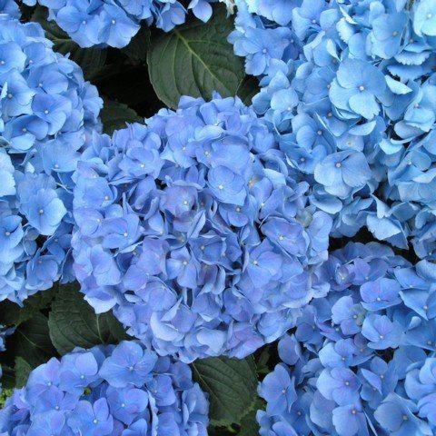 hortensia__nikko_blue__hydrangea_macrophylla__haveplanter_