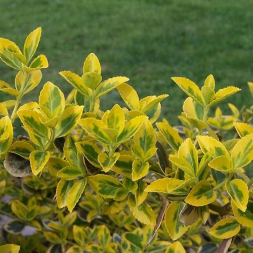 benved__emerald_gold__1530_cm_med_potte__euonymus_fortunei_emerald_gold__